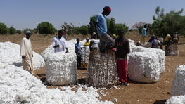 Marché d'achat du coton-graine dans un village © B. Bachelier, Cirad.