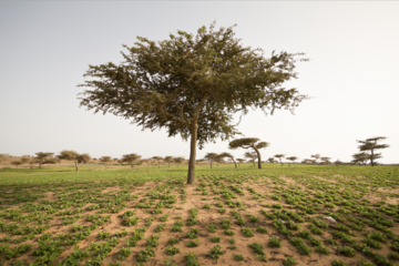 L’agroécologie au Sénégal : Entre dynamisme et défis, regards sur Fatick et Tivaouane