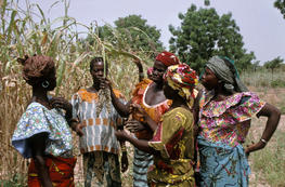 Paysannes burkinabées dans les champs de sorgho pour participer à la sélection des variétés © J. Chantereau, Cirad. 